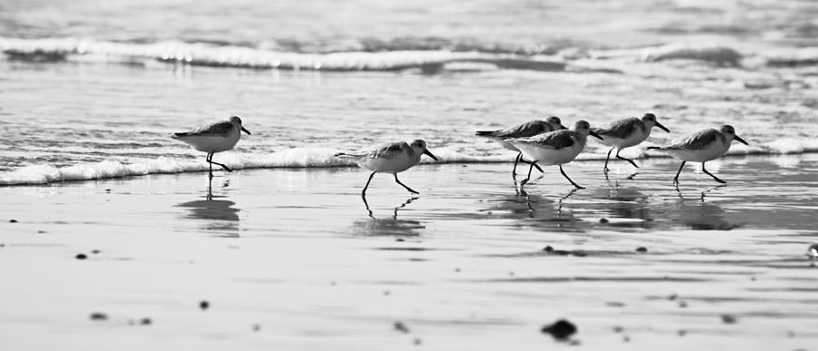 Plover Sea Birds Black and White Pano Photograph by Gaby Ethington
