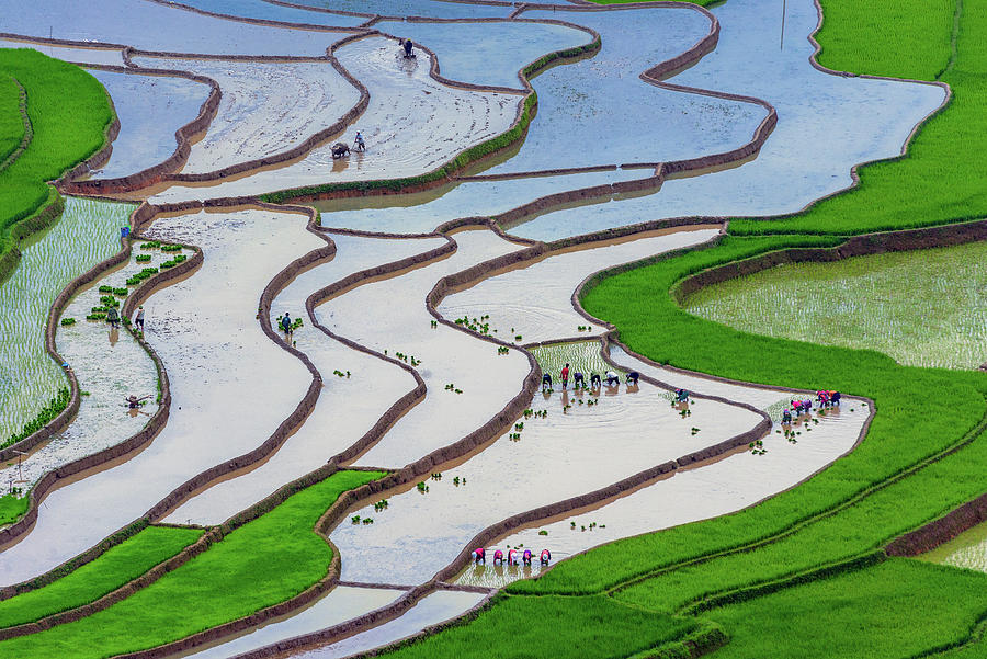 plowing and planting in Mu Cang Chai rice terraces Photograph by Khanh Bui Phu