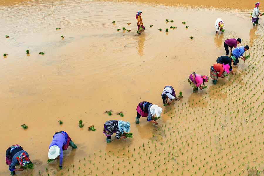 Plowing And Planting Photograph by Khanh Bui Phu