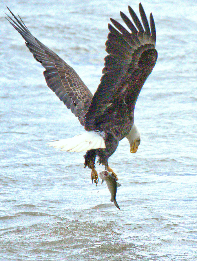 Plucked From The Susquehanna River Photograph by Adam Jewell
