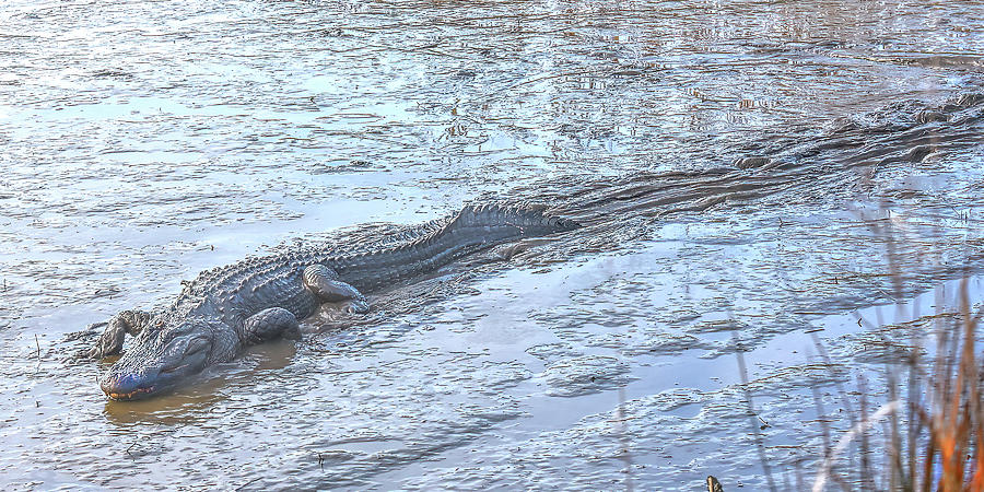 Pluff Mud Gator Photograph by Jerry Griffin