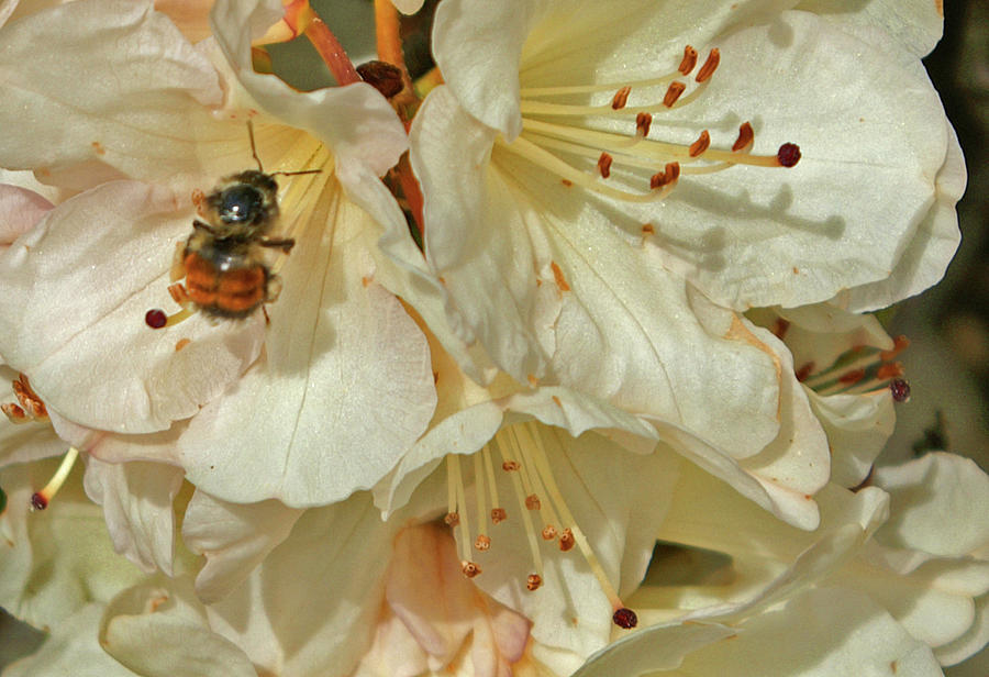 Plum Bee Photograph by Segura Shaw Photography