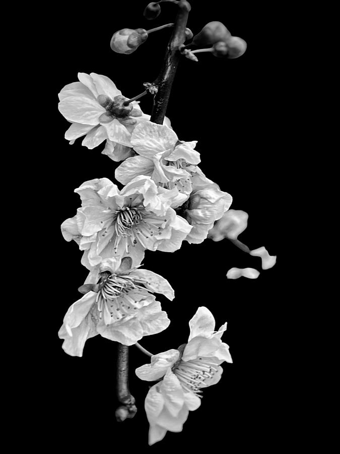 Plum Blossom- Bloom bw Photograph by Jerry Abbott