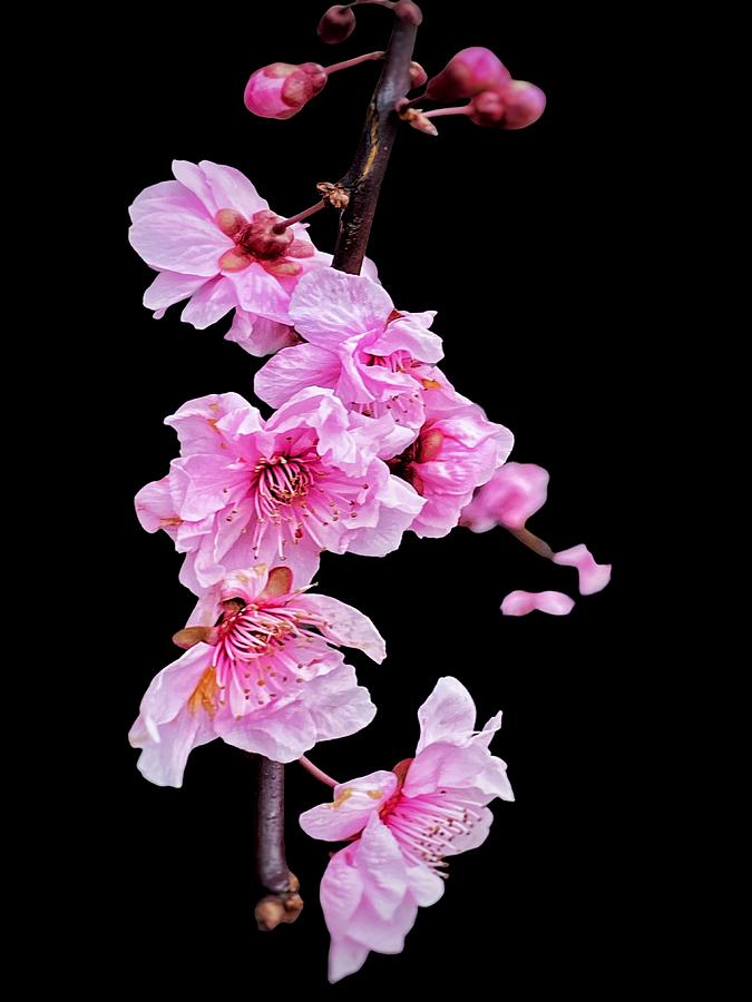 Plum Blossom - Blooms Photograph by Jerry Abbott