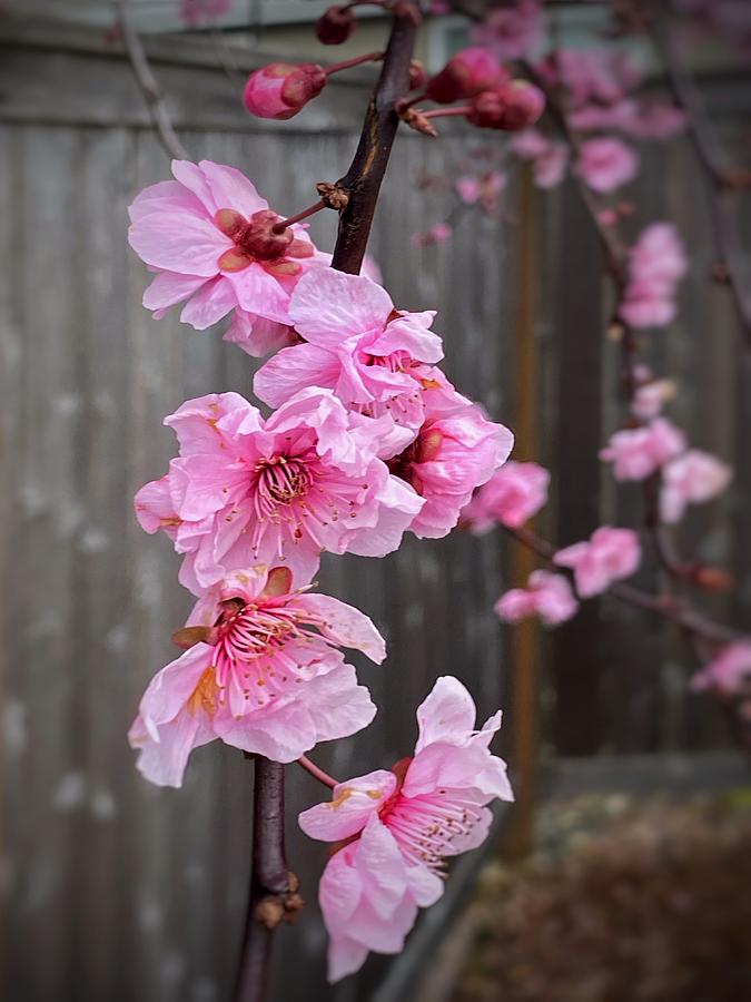 Plum Blossom Flower Photograph by Jerry Abbott