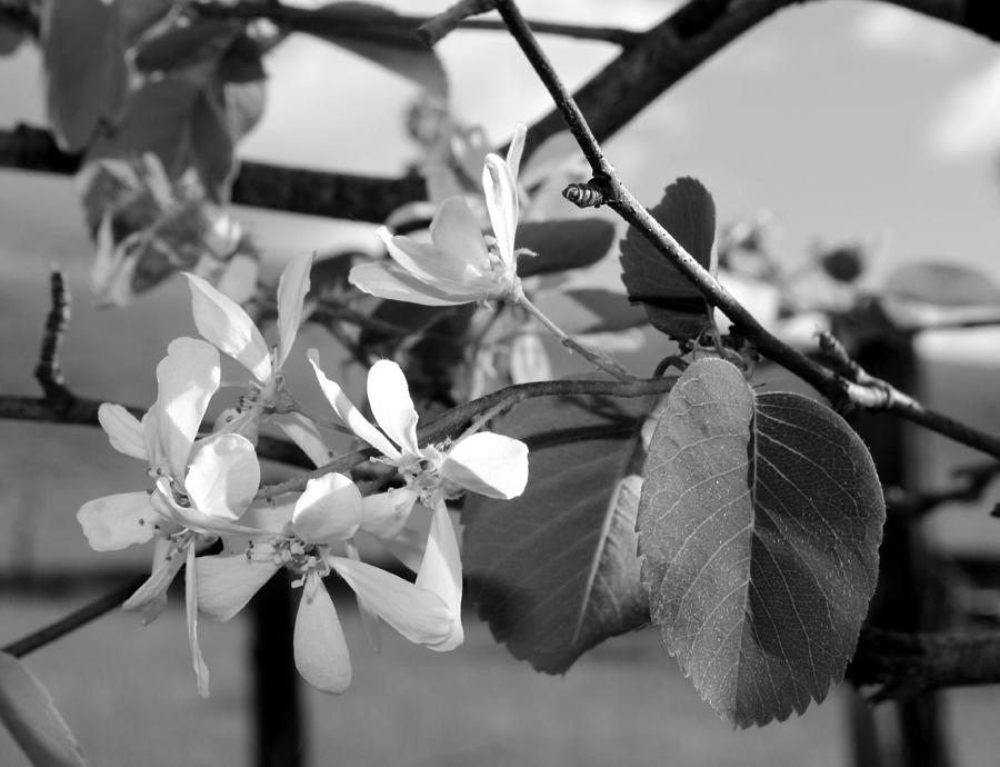 Plum Blossom in Black and White Photograph by Jean Evans