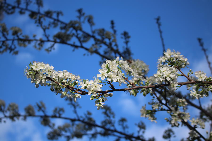 Plum Blossom Photograph