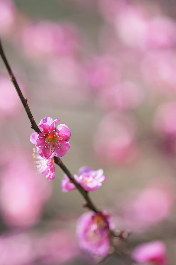 Plum Blossom Twig Photograph by Yuka Kato