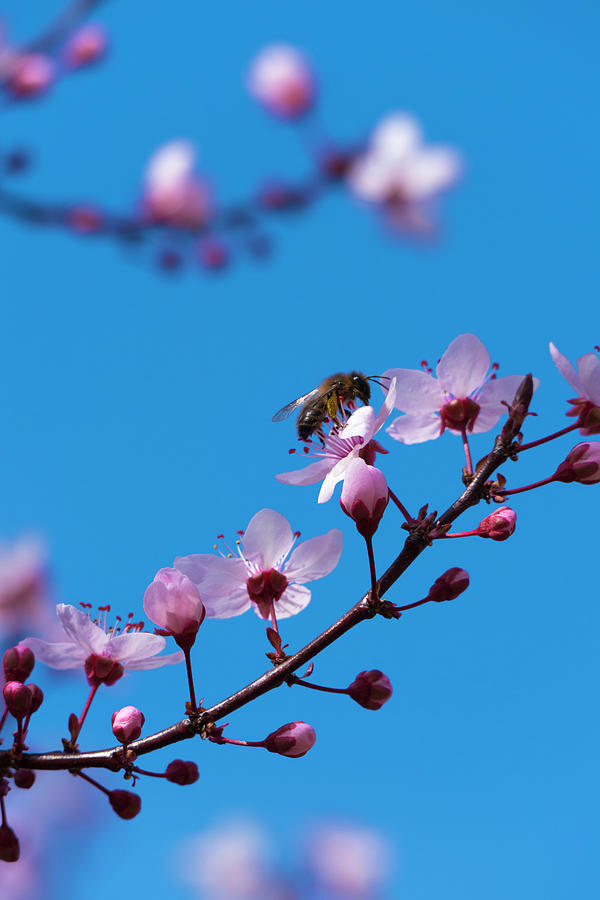 Plum blossom with wasp 20220228-70 Photograph by TomiRovira