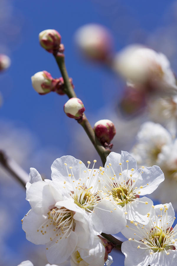 Plum blossom Photograph by Y-studio