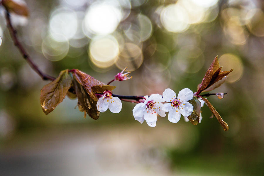 Plum Blossoms Photograph by Aashish Vaidya