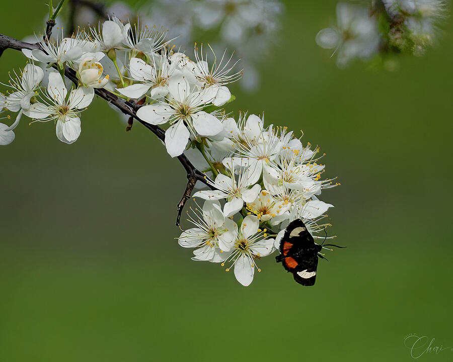 Plum Blossoms and Friend Photograph by Cheri Freeman