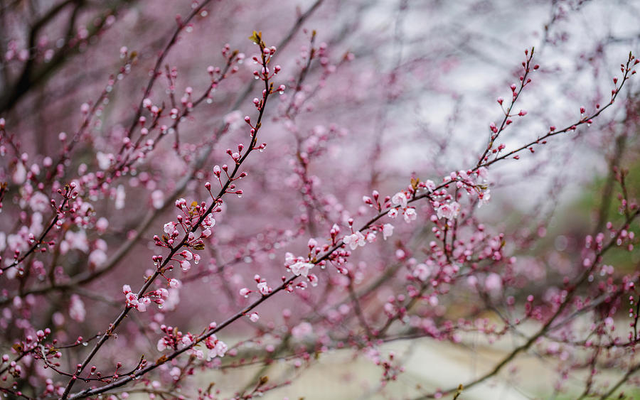 Plum Blossoms Bloom Photograph by Rachel Morrison