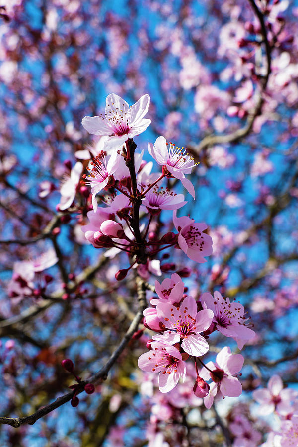 Plum blossoms II 20220228-66 Photograph by TomiRovira