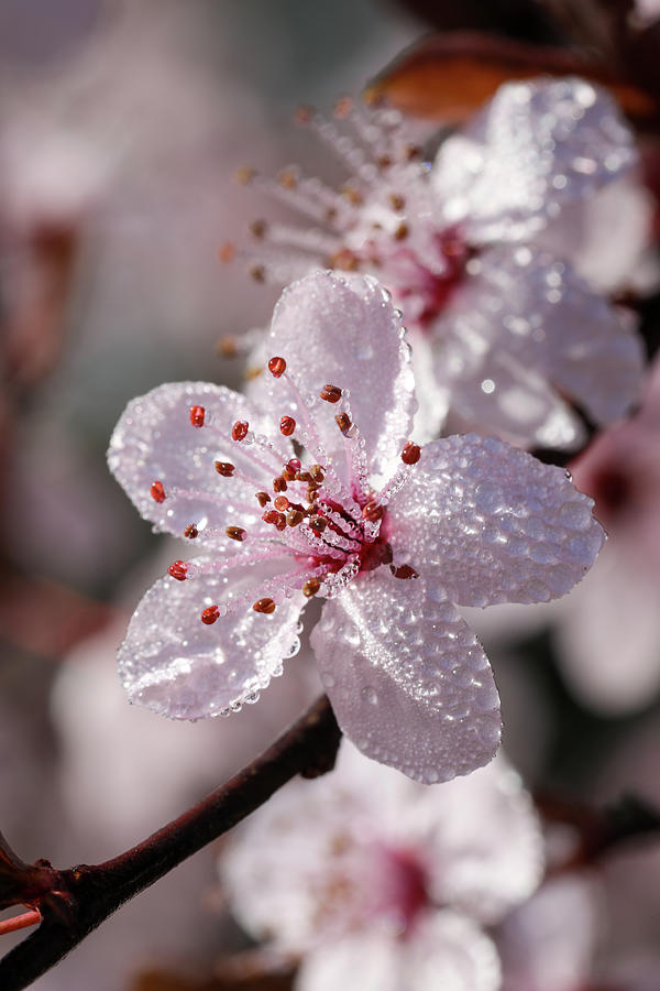 Plum Blossoms in March Photograph by Rachel Morrison