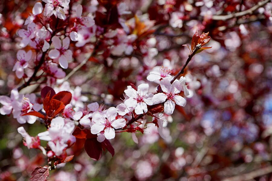 Plum Blossoms Photograph by Katy Hawk