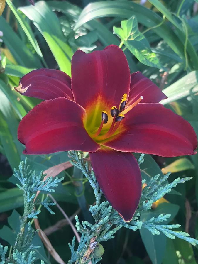 Plum Gold Lilly  Photograph by Marcia k Rogers