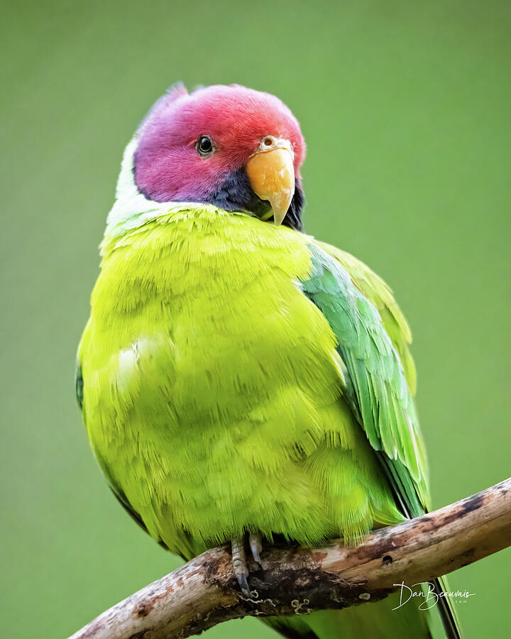 Plum-Headed Parakeet #0525 Photograph by Dan Beauvais