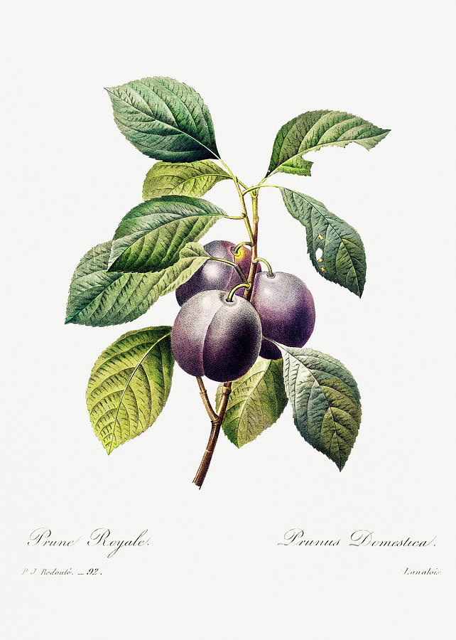 Plum Painting by World Art Collective