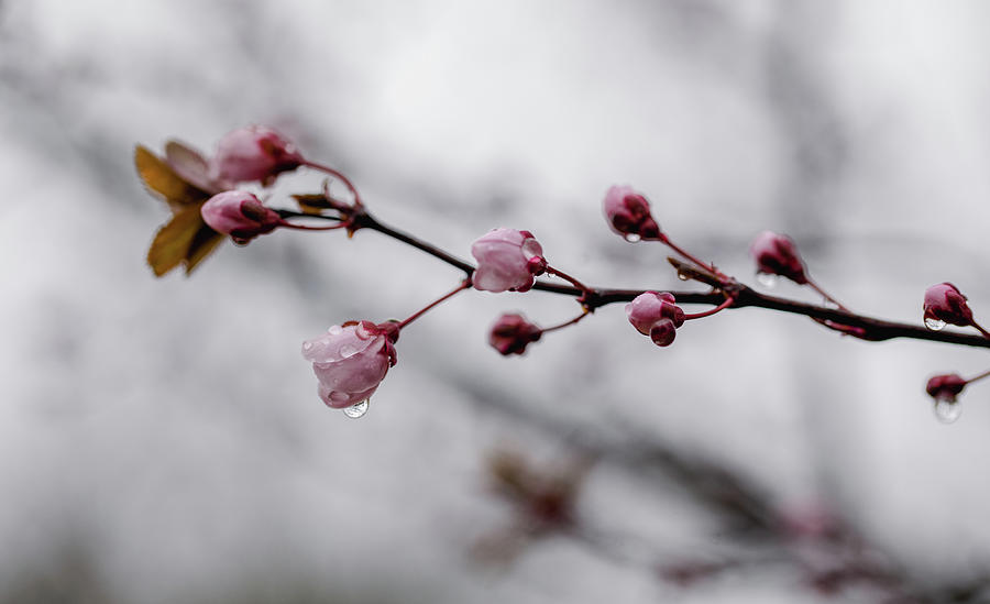 Plum Tree Blooms Photograph by Rachel Morrison
