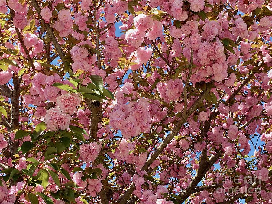 Almond Tree Blossoms 22 1 Photograph by Eunice Warfel