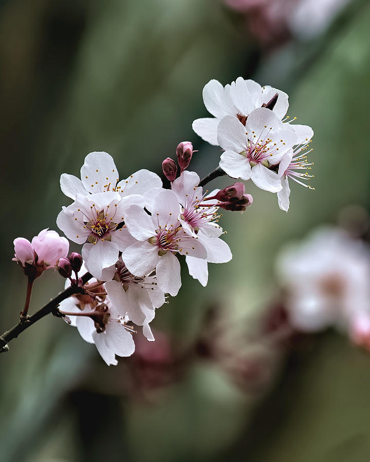 Plum Tree Blossoms Photograph