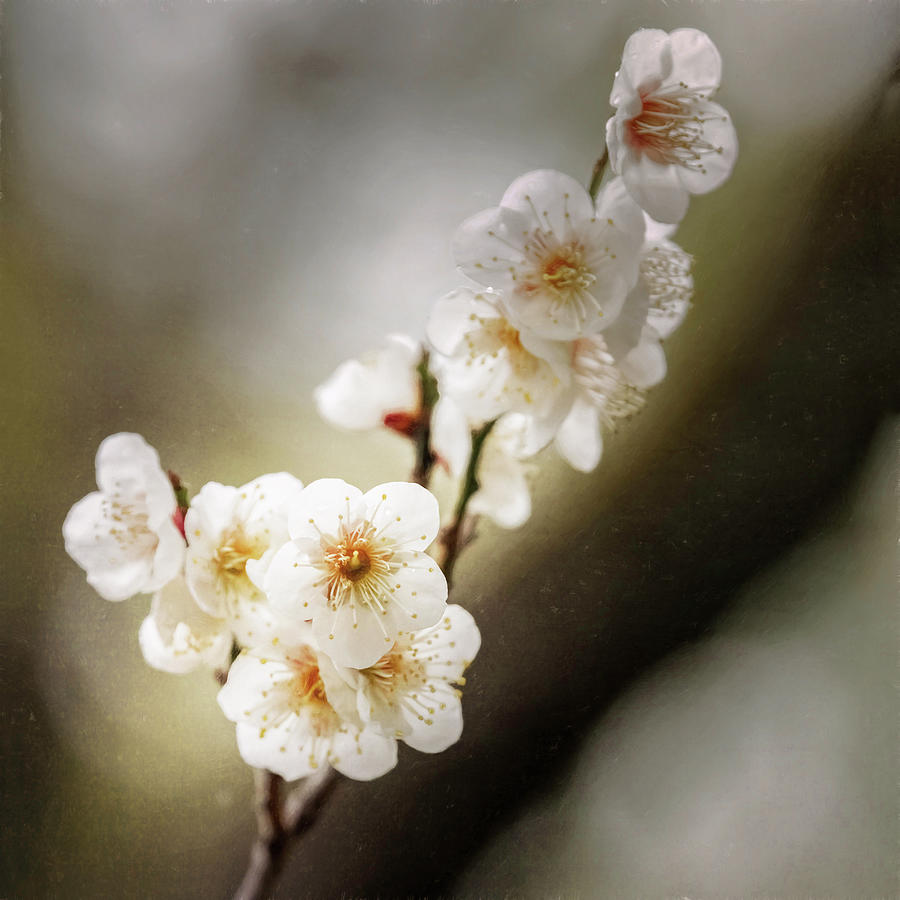 Garden Photograph - Plum Tree Blossoms Kyoto Japan Painterly by Joan Carroll