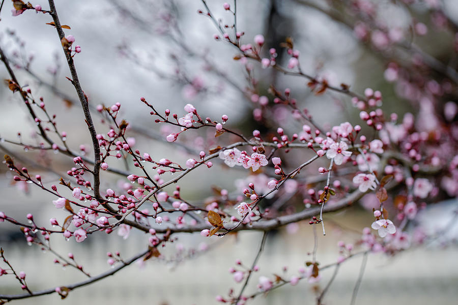 Plum Tree Blossoms Photograph by Rachel Morrison