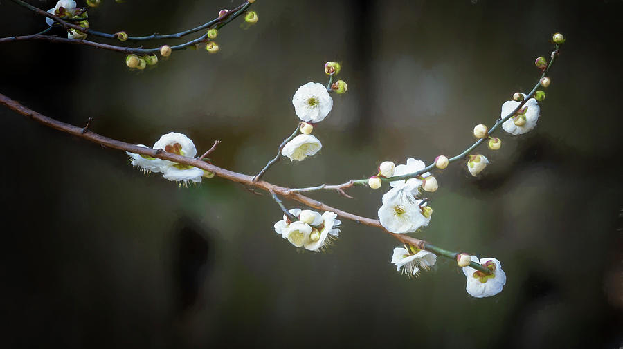 Garden Photograph - Plum Tree Blossoms Tokyo Japan by Joan Carroll