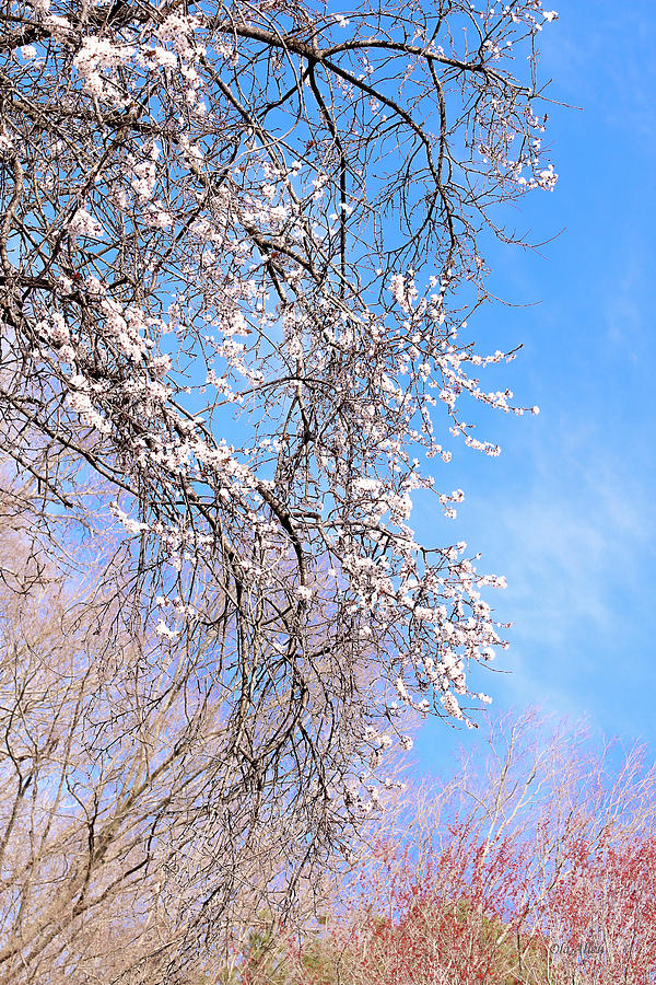 Plum Tree Cascading Veil in Springtime Photograph by Ola Allen