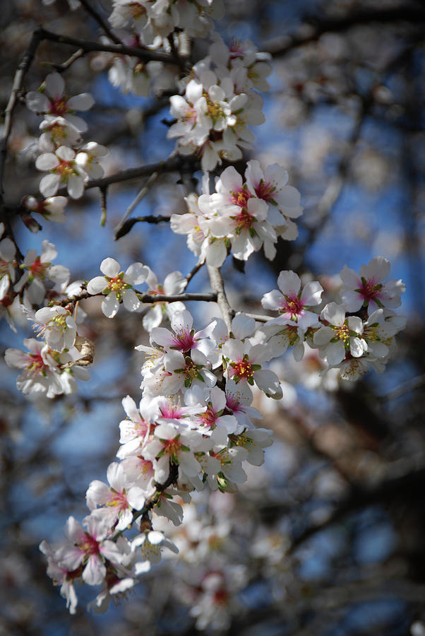 Plum white blooming blossom flowers in early spring. Springtime beauty Photograph by Michalakis Ppalis