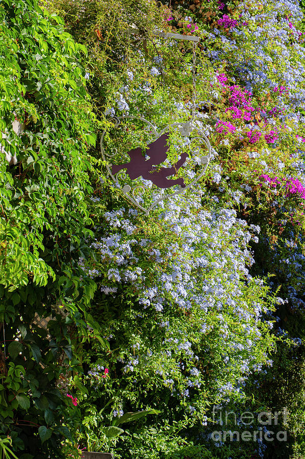 Plumbago and Bougainvillea with Angel Photograph by Bob Phillips
