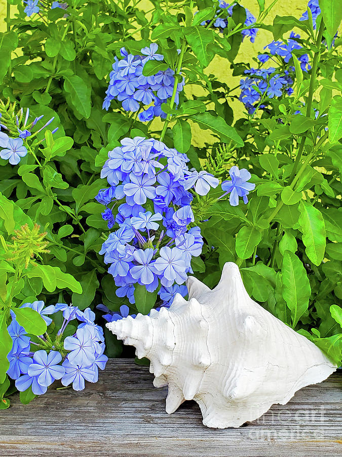Plumbago and Conch Vertical Photograph by Sharon Williams Eng