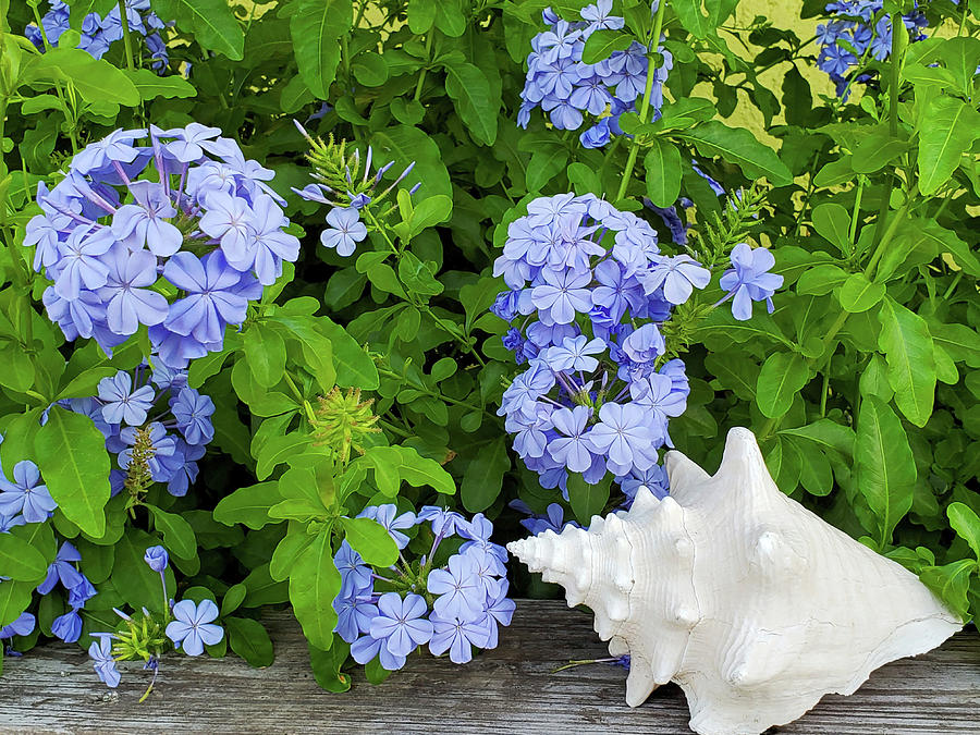 Plumbago and the Conch Horizontal Photograph by Sharon Williams Eng