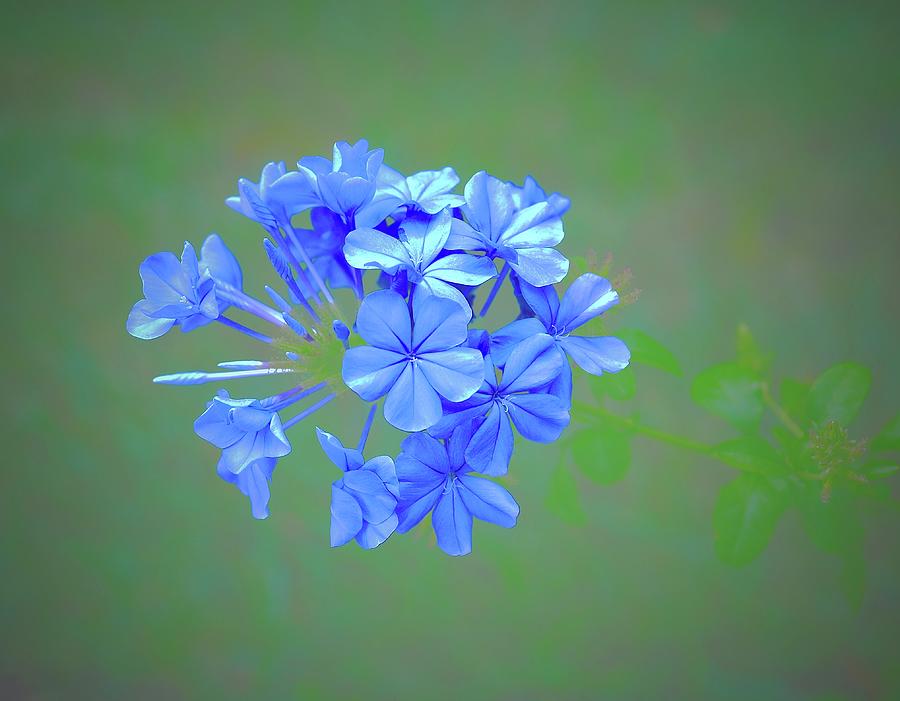 Plumbago Off Line Photograph by Alida M Haslett
