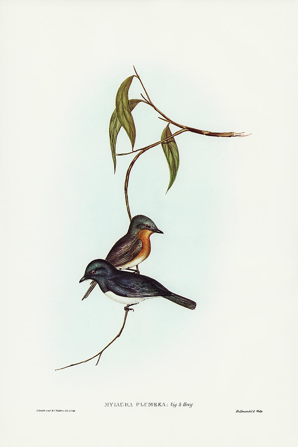John Gould Drawing - Plumbeous Flycatcher, Myiagra plumbea by John Gould