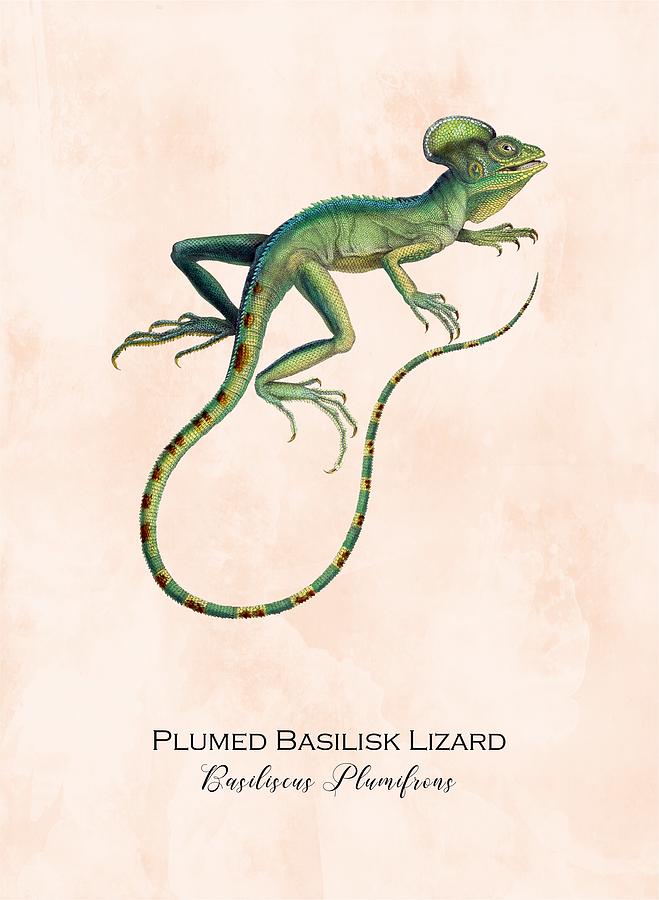green basilisk lizard coloring page