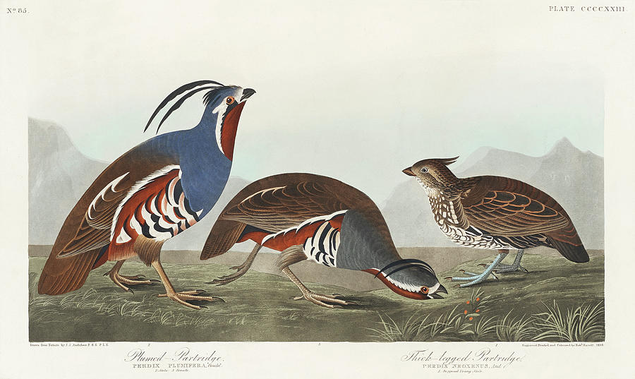 Plumed Partridge and Thick legged Partridge from Birds of Americ Painting by MotionAge Designs