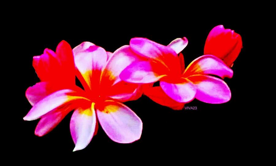 Plumeria-Abstracted Photograph by VIVA Anderson
