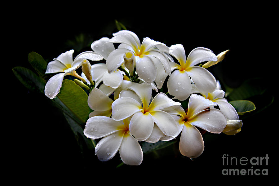 Plumeria Alba Flowers Photograph by Carlos Diaz