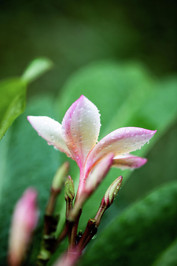 Plumeria Bloom Photograph