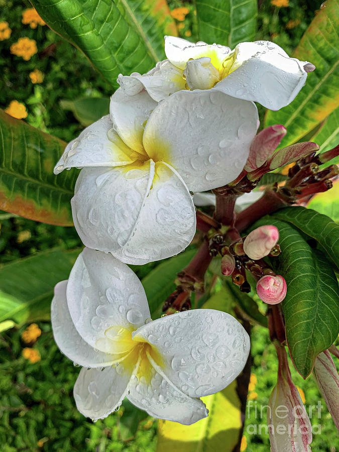 Plumeria Buds Blooming Photograph