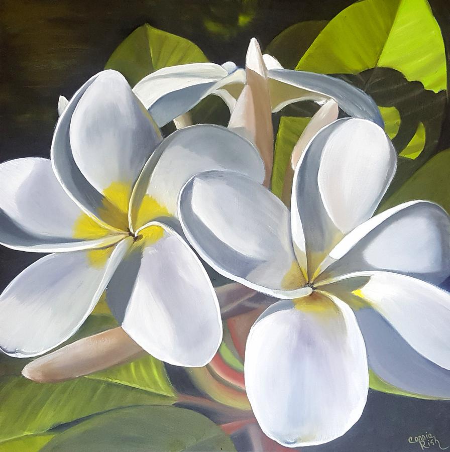 Plumeria Painting by Connie Rish