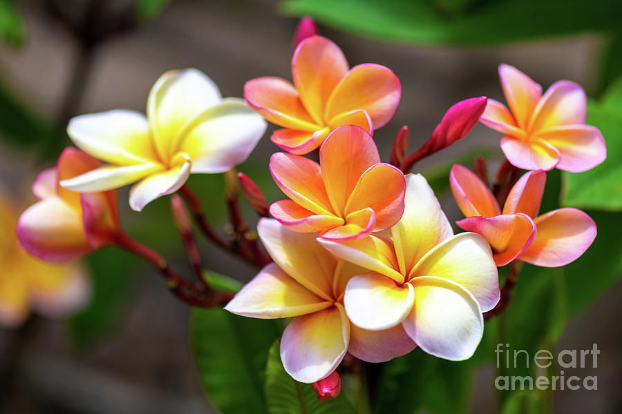 Plumeria Delight Photograph by Phillip Espinasse - Fine Art America