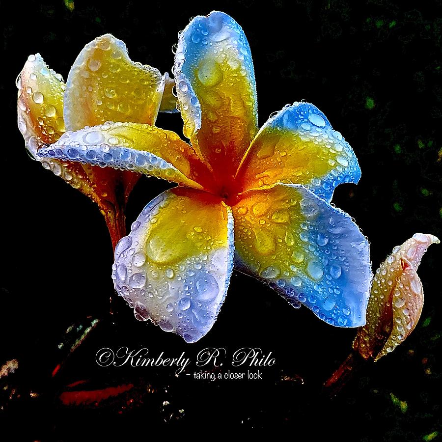 Plumeria emerging from darkness Photograph by Kimberly Philo | Fine Art ...