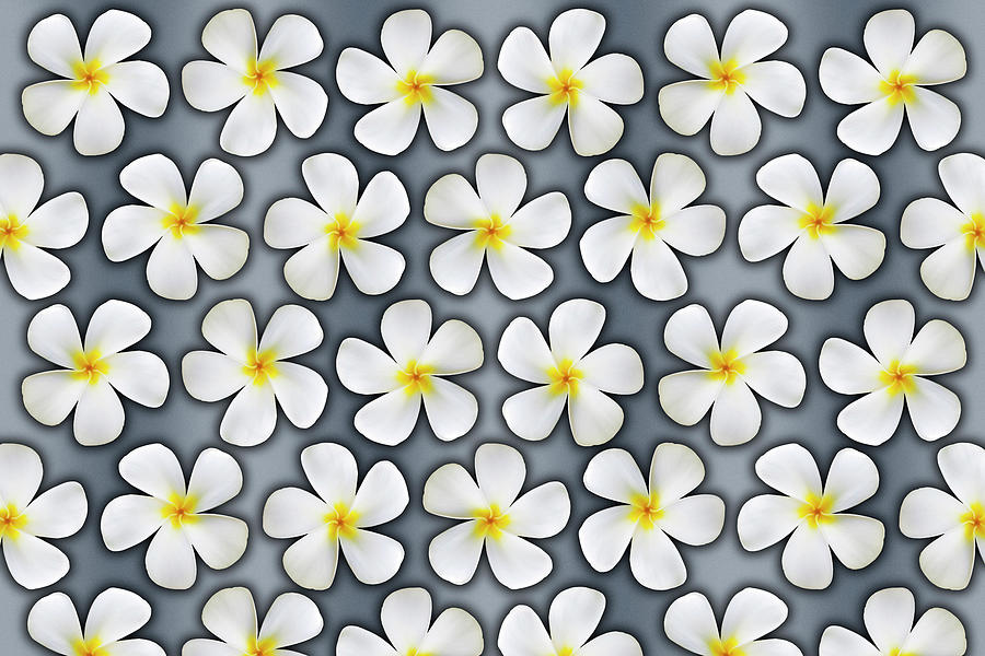 Plumeria Flower Graphic on Silver Photograph by Kelley King