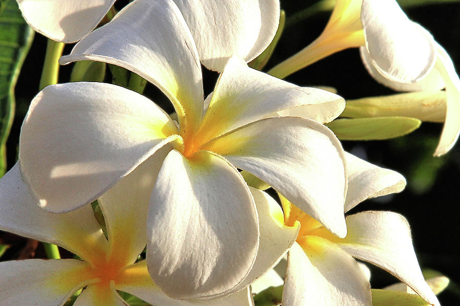 Plumeria flowers in Hawaii Photograph by Steve Fanning - Fine Art America