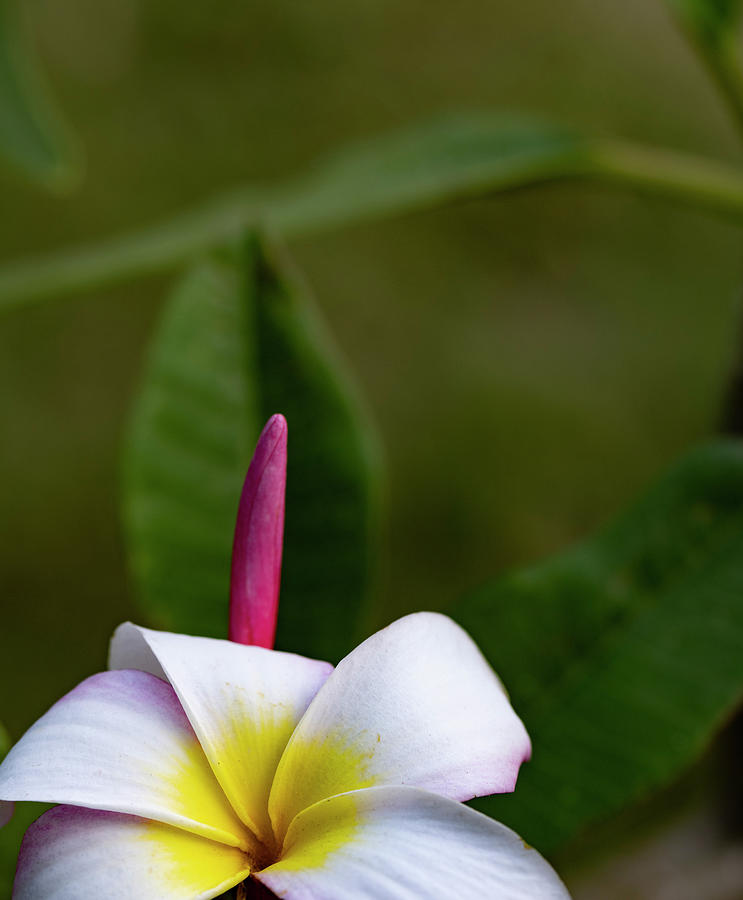 Flower Photograph - Plumeria Flowers by Kelly Wade