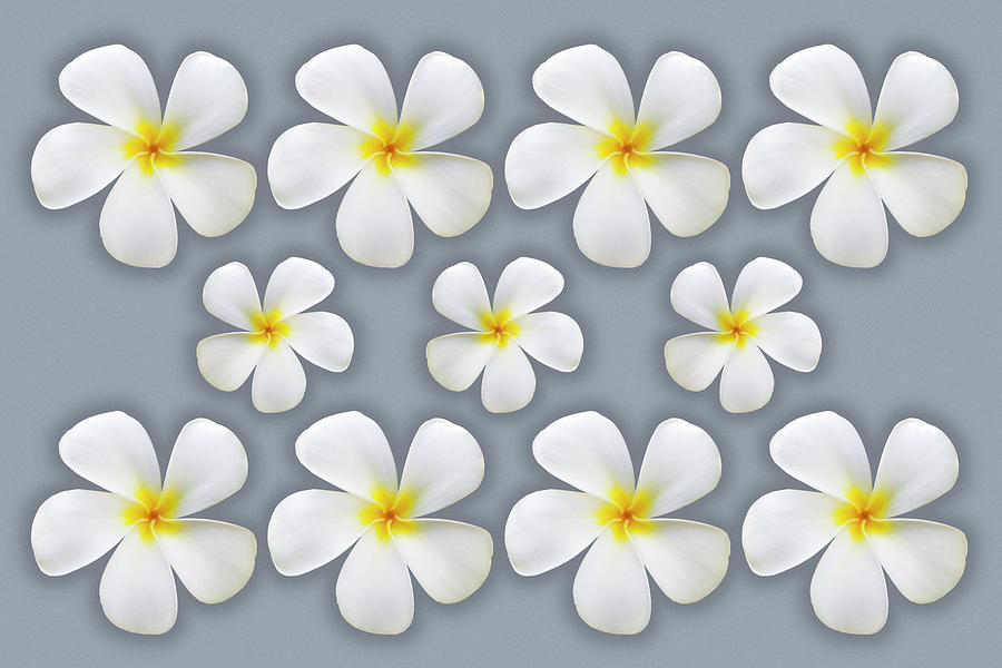 Plumeria Flowers on Silver Photograph by Kelley King Plumeria Flowers on Silver Photograph by Kelley King