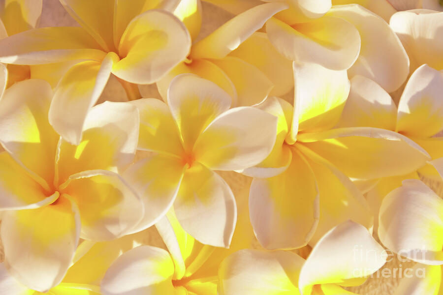 Flower Photograph - Plumeria flowers pattern by Delphimages Photo Creations